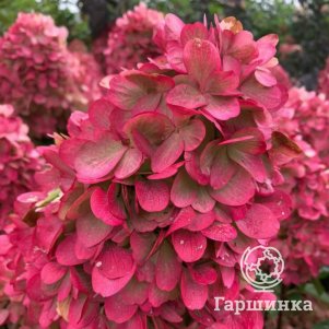 

Гортензия Бонфайр (Костер) метельчатая