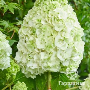 

Гортензия Тара дуболистная