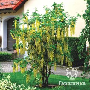 

Бобовник Ватерера Восси