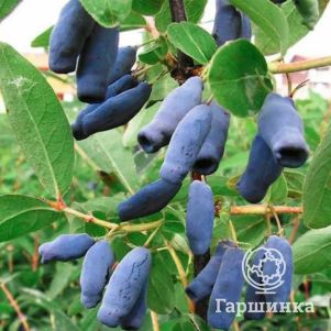 

Жимолость Атут