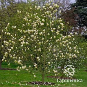 

Магнолия Еллоу Лантерн