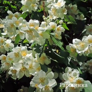 

Чубушник Мексикан Джувел