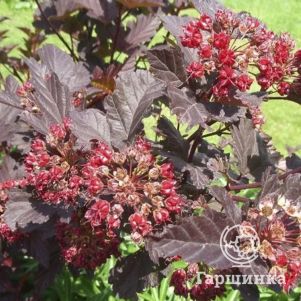 

Пузыреплодник Шух