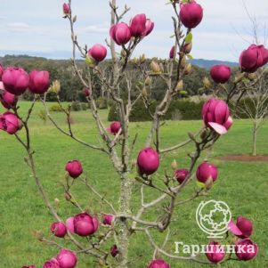 

Магнолия Блэк Тулип