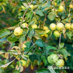 

Яблоня Белый налив