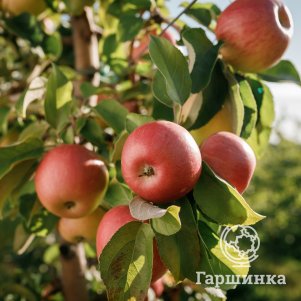 

Яблоня Конфетное-2