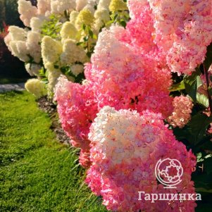 

Гортензия Ванила Фрайз метельчатая