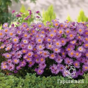 

Астра кустарниковая Хербстгрусс фом Брессерхоф