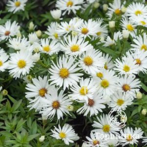 

Астра кустарниковая Кристина