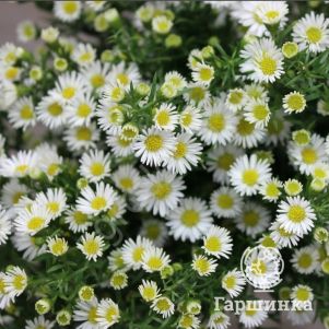 

Астра Монте Кассино