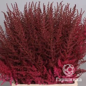 

Астильба Арендса Поль Гардер