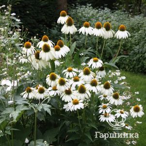 Эхинацея пурпурная Альба