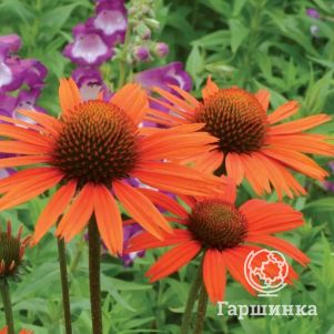 

Эхинацея пурпурная Прейри Блейз Оранж Сансет