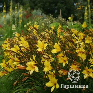 

Лилейник Корки