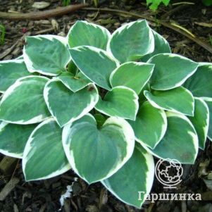 

Хоста Кантри Маус (S)