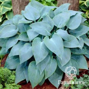 

Хоста Корулеа Блю (L)