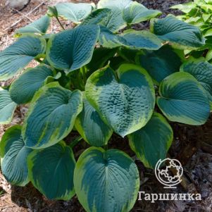 

Хоста Минки (ML)