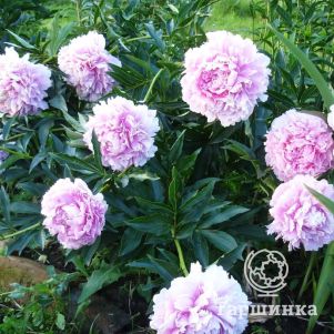 

Пион Альберт Круз