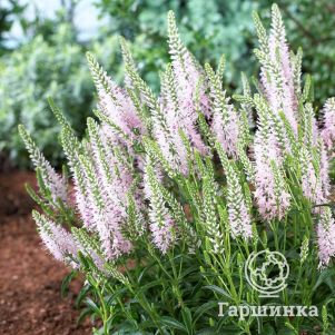 

Вероника длиннолистная Пинк Дамаск