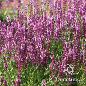 

Шалфей (сальвия) дубравный Мерло Роз