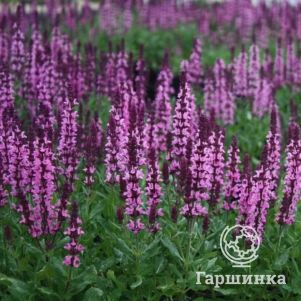 

Шалфей (Сальвия) Нью Дименшн Роуз