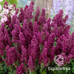 

Шалфей (сальвия) дубравный Плюмоза