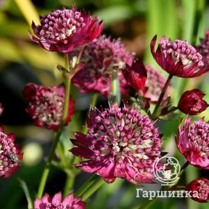 

Астранция Мулин Руж