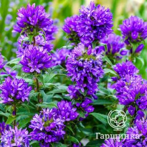 

Колокольчик Суперба