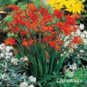 

Крокосмия (монтбреция) Файр Кинг 5шт