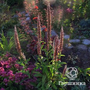 

Наперстянка мелкоцветковая