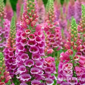 

Наперстянка пурпурная