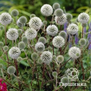 

Мордовник Арктик Глоу