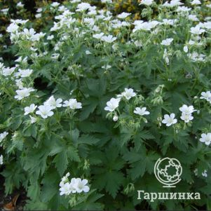 

Герань лесная Альбум