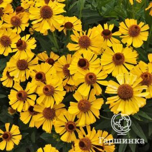 

Гелениум Голдрауш