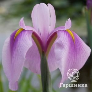 

Ирис мечевидный Роуз Квин