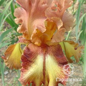 

Ирис бородатый Колдрон