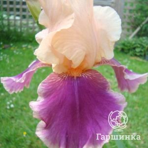 

Ирис бородатый Кристмас Кэрол