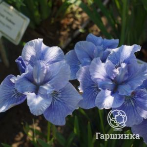 

Ирис сибирский Блау Шведен