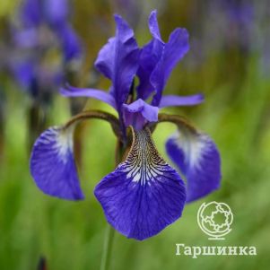 

Ирис сибирский Блю Кинг