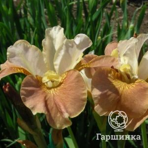 

Ирис сибирский Пикок Батерфляй Дринк ю Ти