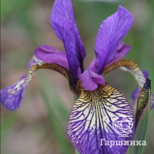 

Ирис сибирский Шейкерс Прейер