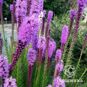 

Лиатрис Кобольд