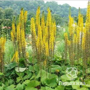 

Бузульник Цептер