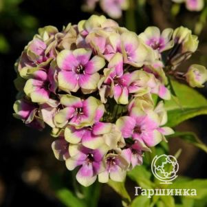 

Флокс Неон Щербет Бленд метельчатый