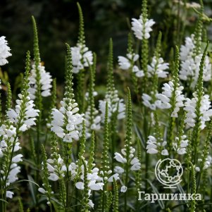 

Физостегия виргинская Альба