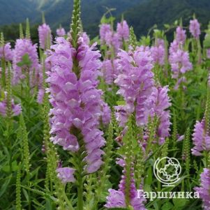 

Физостегия виргинская Розеа