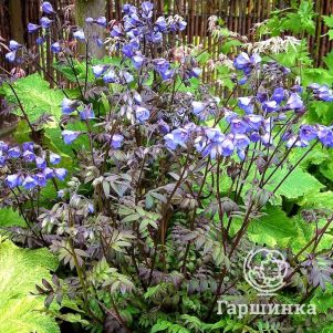 

Синюха Хевен Сент