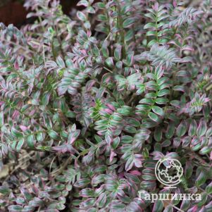 

Синюха Калейдоскоп