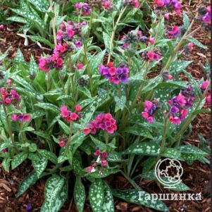 

Медуница Марджери Фиш