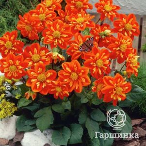 

Георгина Альстергрус воротничковая